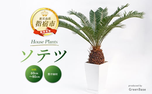 ソテツ60cm～80cm (Green Base/025-2048) 南国鹿児島県で育った 観葉植物！植物 鉢付 インテリア 室内 オフィス おしゃれ プレゼント ギフト 開店祝い 移転祝い ※北海道・沖縄・離島配送不可