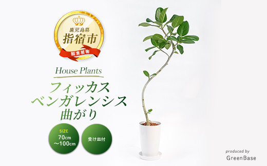 フィッカス・ベンガレンシス(曲がり)70cm～100cm (Green Base/018-2049) 南国鹿児島県で育った 観葉植物！植物 鉢付 インテリア 室内 オフィス おしゃれ プレゼント ギフト 開店祝い 移転祝い ※北海道・沖縄・離島配送不可