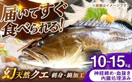 壱岐産　幻天然クエ　刺身・鍋加工　10kg～15kg《壱岐市》 【みやげ処 縁由】 [JBJ022] 2344942 - 長崎県壱岐市