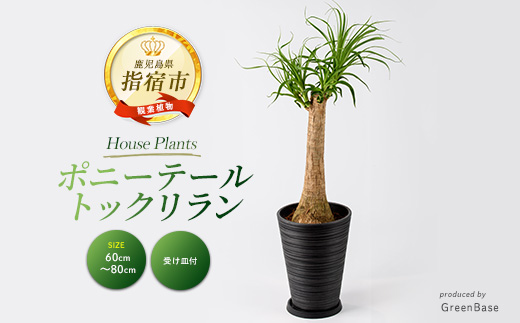 2026年2月下旬～発送【観葉植物】ポニーテール(トックリラン) 60cm～80cm (ブラックシュエット鉢) (Green Base/035-2040) 南国鹿児島県で育った 観葉植物！ トックリラン 植物 鉢付 インテリア 室内 オフィス おしゃれ プレゼント ギフト 開店祝い 移転祝い ※北海道・沖縄・離島配送不可