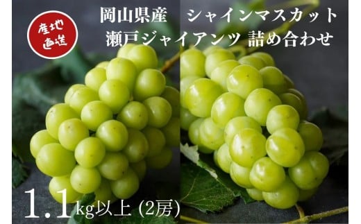 厳選 シャインマスカット・瀬戸ジャイアンツ 2房 合計1.1kg以上 詰合せ 産地直送 朝採れ ぶどう 葡萄 Kawahara Green Farm 岡山県産 2026年