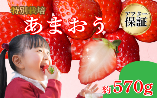 【2027年1月発送】 訳あり 福岡県産 あまおう 約285g×2P 約570g 冷蔵 小分け いちご 苺 イチゴ フルーツ 果物 スイーツ くだもの 冬 春 旬 福岡 九州 福岡県 川崎町 数量限定 期間限定