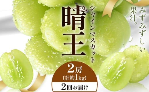 【2026年発送先行予約】シャインマスカット 晴王 2回お届け 2房(合計約1kg) シャイン マスカット《2026年9月中旬-10月中旬頃出荷予定》 晴レ乃青果(岡山中央卸売市場店(富士紙工有限会社)) 送料無料 岡山県 浅口市 フルーツ 果物 岡山県産【配送不可地域あり】