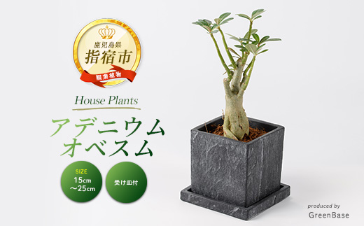 2026年2月下旬～発送【観葉植物】アデニウム・オベスム15cm～25cm (Green Base/016-2056) 南国鹿児島県で育った 観葉植物！植物 鉢付 インテリア 室内 オフィス おしゃれ プレゼント ギフト 開店祝い 移転祝い ※北海道・沖縄・離島配送不可