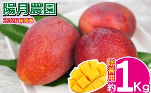 2026年発送【陽月農園】　贈答用マンゴー 約1kg フルーツ 果物 期間限定 数量限定 先行予約 南国 プレゼント お土産 おみやげ ギフト くだもの 沖縄 おきなわ 青果 デザート おすすめ 人気 冷蔵 夏 スイーツ 809172 - 沖縄県名護市