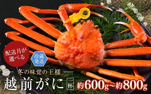 【2025年2月発送・月指定可】越前がに（オス）「ずわいがに」中サイズ（600g～800g） 1杯