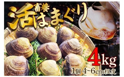 畜養活はまぐり 4kg MN00057