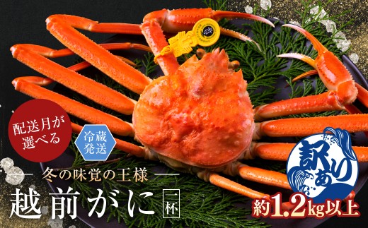 【2026年3月発送・月指定可】越前がに（オス）「ずわいがに」特特大サイズ（1.2kg以上） 訳あり 1杯