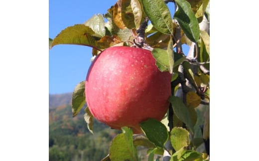 ＜南信州あじさい農園＞葉とらずりんご(サンふじ)約5kg【1594214】