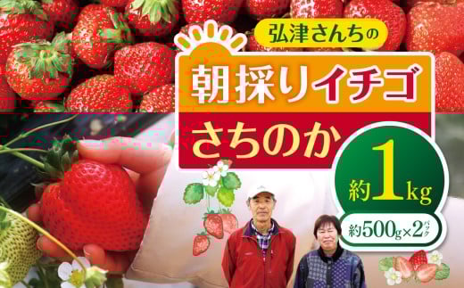 【 先行予約 】弘津さんちの 朝採り イチゴ さちのか 約 1kg ( 約500g × 2パック ) 令和8年1月中旬～3月発送 ｜ さちのか いちご イチゴ 苺 朝採れ 完熟 新鮮 贈答 冬 冷蔵便 クール便 山口県 平生町