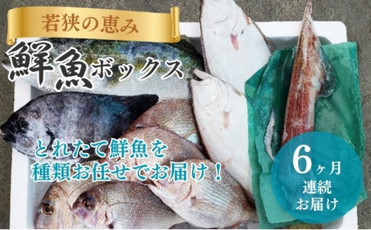 鮮魚セット 定期便 6ヶ月 若狭の恵み 鮮魚ボックス 種類はお任せ 魚 お魚 セット 詰め合わせ 魚介 魚介類 海鮮 海鮮セット 6回 半年 お楽しみ 福井 福井県 若狭町 [№5580-0398]