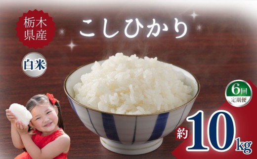 【定期便6回】栃木県産こしひかり 10kg | お米 米 こめ ご飯 美味しい ふるさと 栃木県 矢板市 【栃木県共通返礼品】 ブランド米