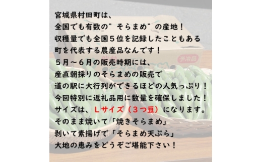 宮城県村田町のふるさと納税 ＜先行受付2026年＞そらまめ 約4kg Lサイズ 宮城県村田町産【1451277】