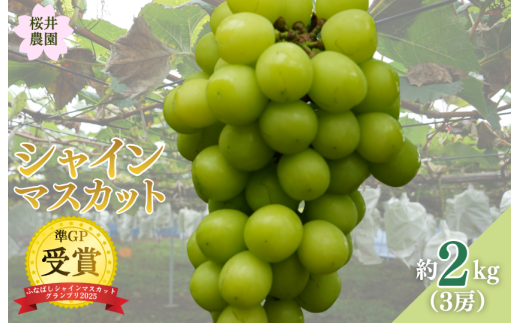 桜井農園のシャインマスカット