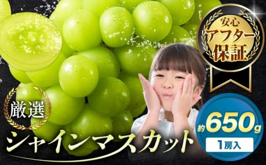 【アフター保証付】シャインマスカット 厳選 訳あり シャインマスカット 約650g 1房【2026年先行予約】《9月上旬-11月上旬頃に出荷》岡山県 浅口市 シャインマスカット ぶどう フルーツ 果物 贈り物 ギフト 国産 岡山県産 送料無料 ブドウ