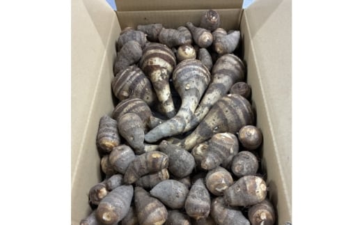 ＜GI認証取得＞とんだばやしの海老芋　1箱(海老芋2kg・孫芋3kg)【1433040】