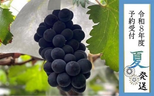 ＜2026年 先行予約8月中旬発送＞【貝塚市産】特選ブラックビート1房入り 700g以上 2370315 - 大阪府貝塚市