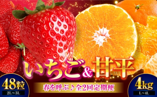 いちご・甘平 春を呼ぶ♪定期便【先行予約】【全2回定期便】 いちご(紅ほっぺ)24粒×2箱・甘平4kg(Lから4Lサイズ混合) | 先行予約 フルーツ定期便 果物定期便 みかん ミカン かんぺい 甘平 いちご 苺 果物 くだもの フルーツ 愛媛県産 大洲市産 産地直送 おすすめ 人気 お取り寄せ 送料無料 愛媛県大洲市/有限会社西山青果 [AGAR021]