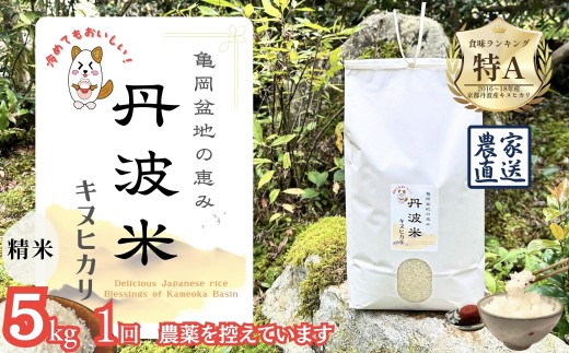 【14日以内に発送】【令和7年産】新米 京都丹波産 キヌヒカリ  5kg ≪亀岡盆地の恵み 農薬を控えています 精米したてをお届け 自家栽培米 生産農家 直送 白米 米 精米≫ ※北海道・沖縄・離島への配送不可