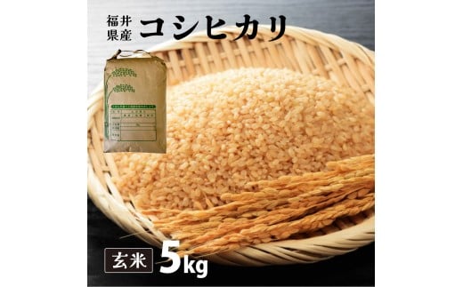 【定期便3回】福井県産 コシヒカリ 玄米 5kg（5kg×1）＜令和7年産 新米 / 数量限定 ＞【米 コメ お米 精米 白米 無洗米 玄米 ご飯 飯 こしひかり ブランド米 国産】[095-t3-a011]