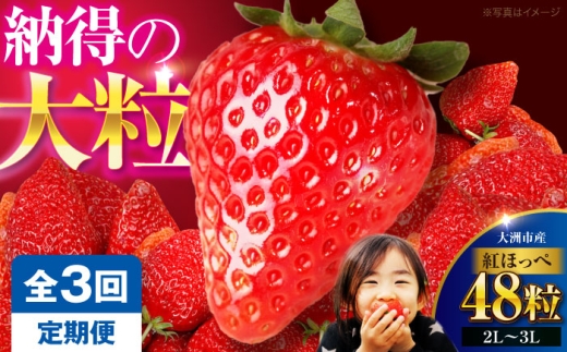 いちご【先行予約】【全3回定期便】いちご(紅ほっぺ)24粒×2箱 | 人気 おすすめ ランキング おいしい 甘い 苺 イチゴ 大粒 高級 送料無料 デザート スイーツ 果物 フルーツ 愛媛県大洲市/有限会社西山青果 [AGAR018]