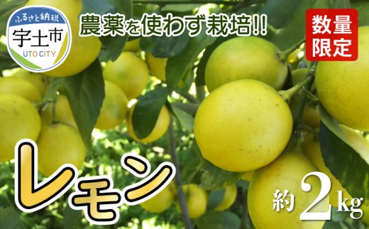68-43　進栄　農薬を使わず栽培!! レモン約2kg