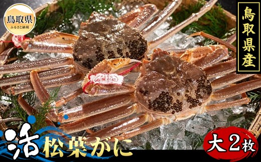 鳥取県産　活松葉がに（タグ付き）大2枚【期間限定】