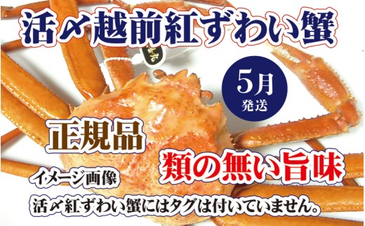 活〆越前 紅ずわいがに × 1杯 旨味満載！！【浜茹で 紅ズワイガニ 紅ずわい蟹 かに カニ 蟹 姿 ボイル 冷蔵 福井県】【5月発送分】希望日指定不可 [e37-x001_05b]