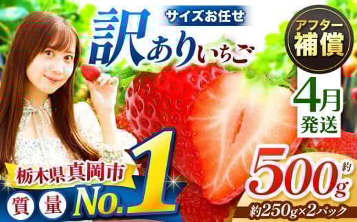  【4月発送】訳あり とちあいか サイズ お任せ 約500g 2P  | 4月 おいしい 訳あり お菓子 デザート | 生産量 日本一 果物 フルーツ 苺 イチゴ 2026年分 シーズン 先行受付 栃木県 真岡市 送料無料