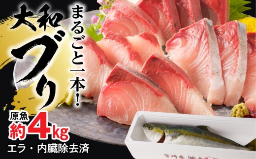 【10月～2月発送!!】まるごと一本！大和ブリ内臓処理済み刺身ぶりしゃぶ煮物 N072-YC131