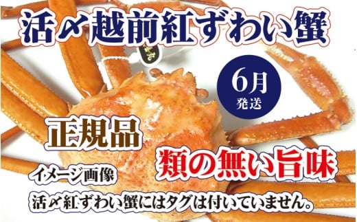 活〆越前 紅ずわいがに × 1杯 旨味満載！！【浜茹で 紅ズワイガニ 紅ずわい蟹 かに カニ 蟹 姿 ボイル 冷蔵 福井県】【6月発送分】希望日指定不可 [e37-x001_06b]