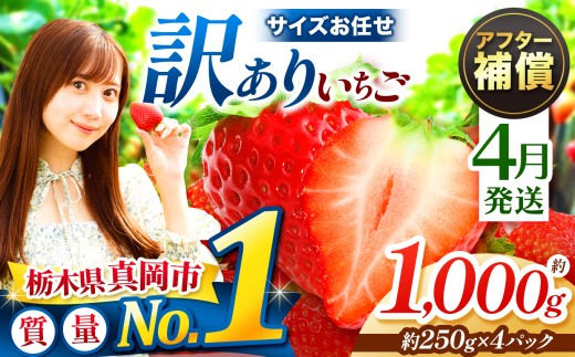  【4月発送】訳あり とちあいか サイズ お任せ 約1000g 4P  | 4月 おいしい 訳あり お菓子 デザート | 生産量 日本一 果物 フルーツ 苺 イチゴ 2026年分 シーズン 先行受付 栃木県 真岡市 送料無料