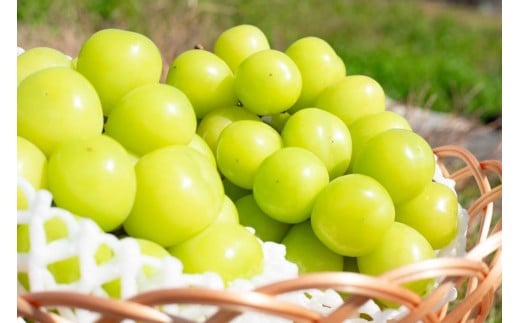 ＜2026年発送先行予約＞頬張る幸福感　～ 緑の宝石・シャインマスカット ～　2.0㎏以上 3～4房 ALPCV008