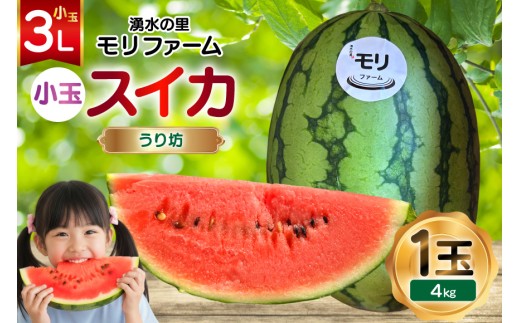 AJ460 【令和8年度出荷分】 湧水の里 モリファーム 小玉スイカ うり坊 3L 4kg 1玉  [ 先行予約 数量限定 小玉 うり坊 スイカ 西瓜 フルーツ 果物 長崎 長崎県 島原市 ]