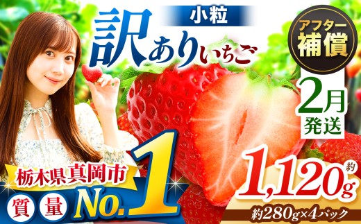  【2月発送】訳あり 小粒 とちあいか 約1120g 4P  | 1月 2月 3月 4月 おいしい 訳あり | 生産量 日本一 果物 フルーツ 苺 イチゴ 2026年分 シーズン 先行受付 栃木県 真岡市 送料無料