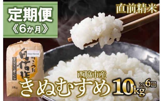 【定期便 6か月 きぬむすめ】白米10kg（6か月連続お届け）新米 2025年産  米 お米 米10㎏ お米10㎏ 兵庫県産 きぬむすめ キヌムスメ 西脇市産 定期 連続 6回 6か月 2025年産 精米 便利 らくちん ラク