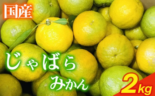 いたくら農園直送 じゃばら ２kg以上 11月中旬〜12月発送 柑橘 みかん いたくら農園果汁 果実 農家直送 産地直送 ギフト プレゼント 贈答 お中元 お歳暮 美味しい 新鮮 国産 安心 静岡みかん 静岡蜜柑 牧之原みかん 