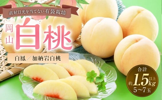 桃 2026年 先行予約 岡山 白桃 （品種：白鳳 ／ 加納岩白桃） 5～7玉 合計1.5kg以上 【2026年7月上旬～7月下旬 発送予定】 もも モモ フルーツ 果物 果実 岡山県産 国産 ギフト 環山堂 岡山県 奈義町 冷蔵