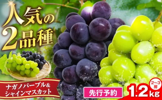 【先行予約】新鮮ナガノパープル＆シャインマスカット1.2kg （2～3房）《豊前》　【トヨマエフルーツ】 [VEL002]