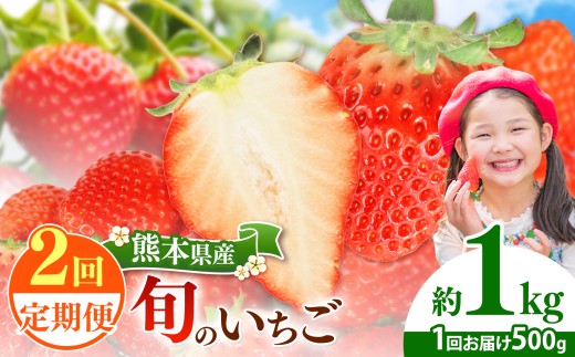 【定期便2回】 旬のいちご 約500g｜ 果物 くだもの フルーツ いちご 苺 イチゴ 定期便 熊本県 玉名市