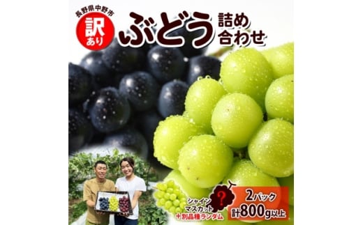 ＜2026年先行受付＞訳あり ぶどう 房 2種 食べ比べ 計2パック(計800g以上) 信州丸幸農園【1671026】