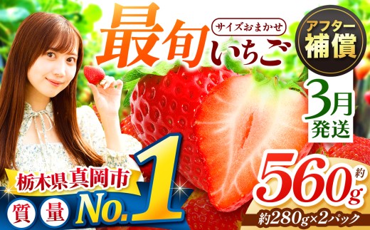 【3月発送】大人気！ 最旬とちあいか 約560g 2パック いちご | 1月 2月 3月 おいしい 取り寄せ プレゼント | 生産量 日本一 果物 フルーツ 苺 イチゴ 2026年分 シーズン 先行受付 栃木県 真岡市 送料無料