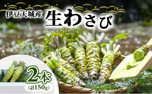 伊豆天城産 生わさび 2本 計150g 調味料 薬味 わさび 山葵 生山葵 ワサビ 生ワサビ 刺身 寿司 新鮮 河津町産 静岡県産 [№5227-0557]