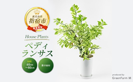 2026年3月上旬~発送【観葉植物】ぺディランサス(ダイギンリュウ) 60cm~80cm(Green Farm M/016-1953) ※北海道・沖縄・離島配送不可※ 南国鹿児島県で育った 観葉植物!植物 鉢付 インテリア 室内 オフィス おしゃれ プレゼント ギフト 開店祝い 移転祝い マイナスイオン