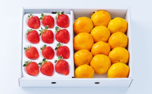 A331 福岡県産あまおう＆山川みかん詰合せ（あまおう12-15粒、山川みかん9-12玉） いちご イチゴ 苺 みかん ミカン 蜜柑 果物 くだもの フルーツ 詰合せ 【2025年12月中順次発送予定】