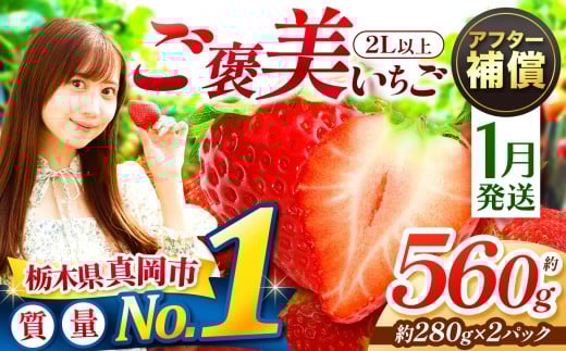 【1月発送】一粒の贅沢！ ご褒美とちあいか 2L以上  約560g 280g×2パック  いちご |  1月 おいしい 取り寄せ プレゼント | 生産量 日本一 果物 フルーツ 苺 イチゴ 25/26年分 シーズン 先行受付 栃木県 真岡市 送料無料