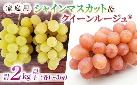 【先行受付2026年発送】家庭用シャインマスカット＆クイーンルージュ(R)　合計2kg以上（各1〜3房）※2026年9月中旬以降順次発送