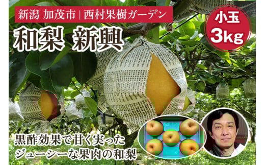 【2025年】西村の黒酢ミネラル栽培「新興」（小玉）3kg（7～10玉）《11月上旬〜順次発送》 和梨 なし ナシ 日本梨 しんこう フルーツ 果物 西村果樹ガーデン 加茂市