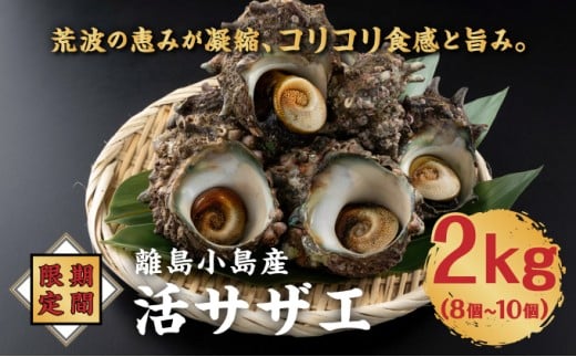 【期間限定】離島小島産 活サザエ ２kg 大きいサイズ 8個～10個 濃厚 海鮮 北海道 特産品 新鮮 美味しい 刺身 焼き物 つぼ焼き バター炒め 炊き込みご飯 贅沢 お取り寄せ 和食 人気 松前町 MATO001