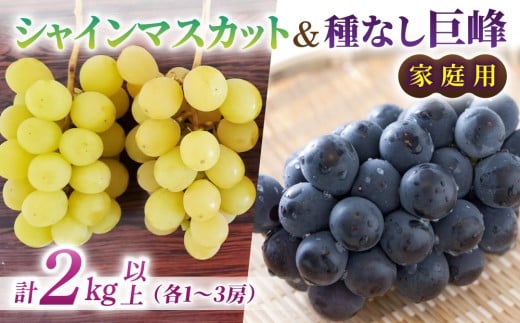 【先行受付2026年発送】家庭用シャインマスカット＆種なし巨峰　合計2kg以上（各1〜3房）｜さとのみ果樹園 ※2026年9月中旬以降上旬順次発送